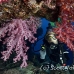 coral_soft_ar_sim_h_0017_tha0759.jpg